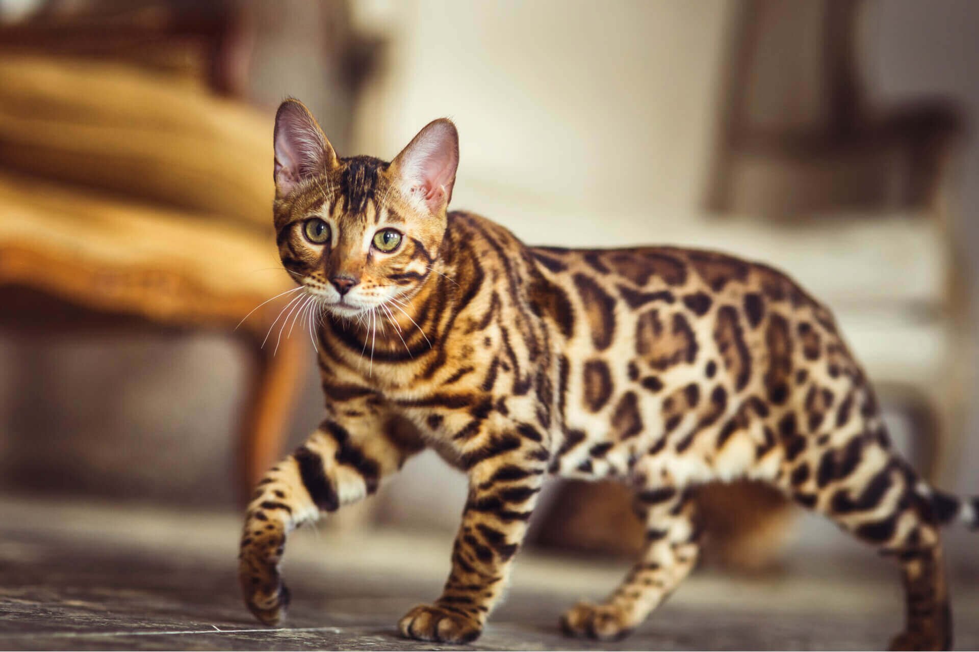 бенгальская кошка описание характера